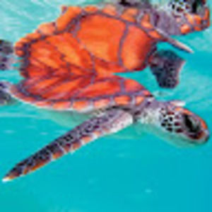 Meet your Posher, Madeleine